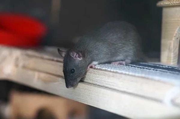 Крысы съели вещдоки с каннабисом в управлении полиции Нового Орлеана